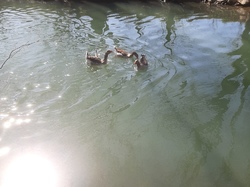  <a style='color: #fff;' href='/uploaded/photo/balade-du-28-mars-2021-606989a4e724d.jpg'>(Télécharger)</a>