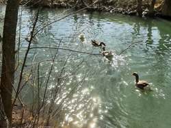  <a style='color: #fff;' href='/uploaded/photo/balade-du-28-mars-2021-606989b9bef3f.jpg'>(Télécharger)</a>