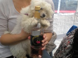  <a style='color: #fff;' href='/uploaded/photo/saint-julien-57f9098a2c812.jpg'>(Télécharger)</a>