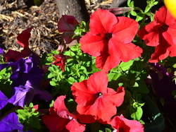  <a style='color: #fff;' href='/uploaded/photo/week-end-avac-lons-le-saunier-560577415aa42.jpg'>(Télécharger)</a>